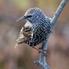 European Starling