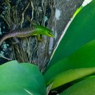 The Green Resident (Lamprolepsis smaragdina)