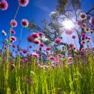 WA Wild Flowers