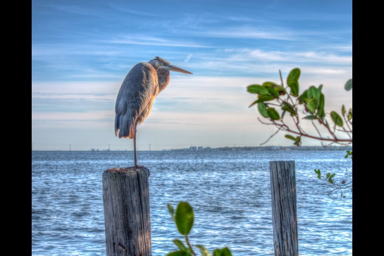 Indian River Resident