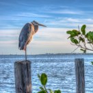 Indian River Resident