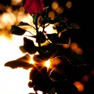 SUNSET ROSE
