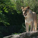 LION AT BASEL ZOO