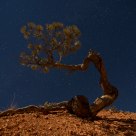 Lone Tree in Moonlight
