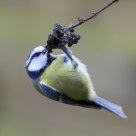 blue tit