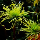 Green chrysanthemums