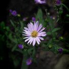 Mountain Flower