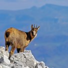 Camoscio d'Abruzzo