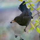Turdus merula