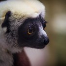 Coquerel's sifaka