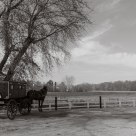 Buggy and Tree