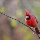 Northern Cardinal