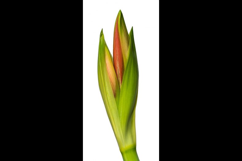 Bud of Hippeastrum
