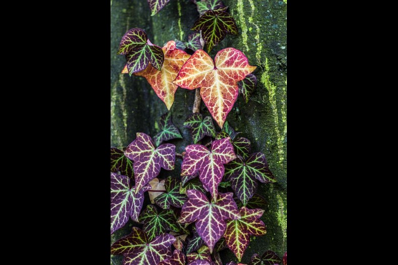 Efeu (hedera helix)