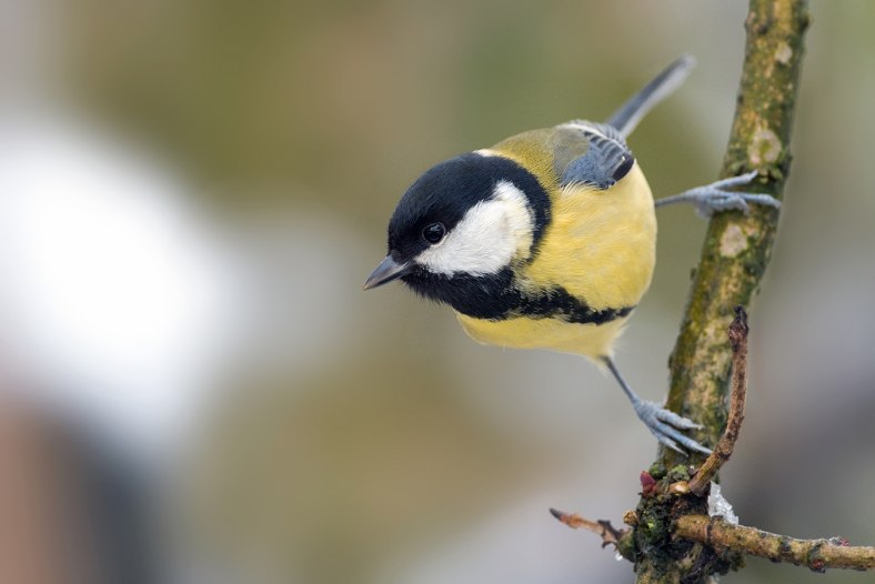 Great Tit (Parus major)