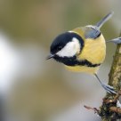 Great Tit (Parus major)