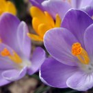 Crocus