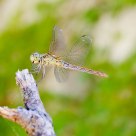 The rest of the dragonfly