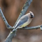 Cedar Waxwing