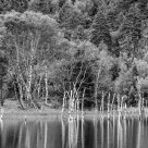 primeval forests