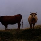Orthogonal cows