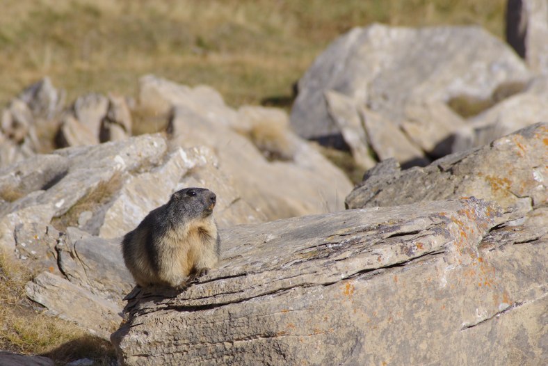 L'ultima marmotta