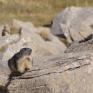 L'ultima marmotta