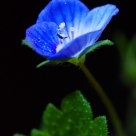 Veronica hederifolia L
