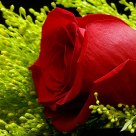Rosae