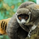 Mongoose Lemur