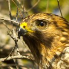 Red-Shouldered hawk