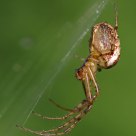 Epeire diadème - Araneus diadematus
