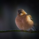 Finch