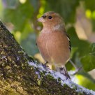 Finch