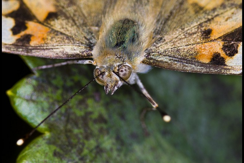 Mariposa portrait
