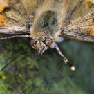 Mariposa portrait