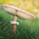 Parasol Mushroom