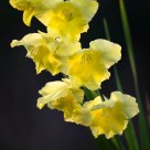 Sword Lily