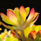 translucida