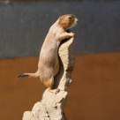 vigilando