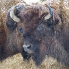 Minotaur