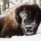 Wood Buffalo