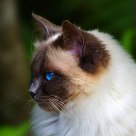 Focus
