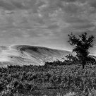 Desert Landscape