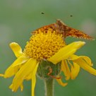 Nacré des renouées - Boloria napaea