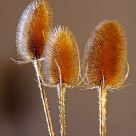 teasels