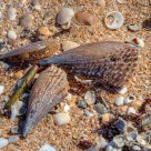 Shells