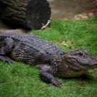 Crocodile
