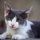 Another cat... 