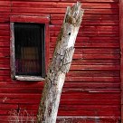 Old Barn with Tree Stump